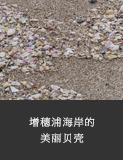 增穗浦海岸的美丽贝壳