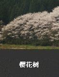 樱花树 