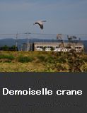Demoiselle crane, Nanao City