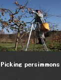 Picking persimmons, Shika Town