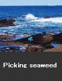 Picking seaweed