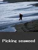 Picking seaweed