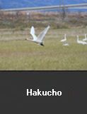 Hakucho