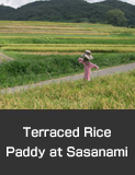 Sasanami Rice Terraces, one of the best 100 terraced paddies in Japan,  Shika Town.  Autumn