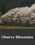 Cherry Blossoms, Nakanoto Town 