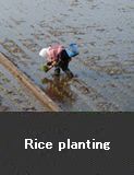 Rice planting 