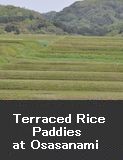 Terraced Rice Paddies at Osasanami 