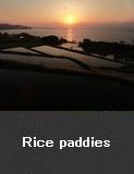 Rice paddies 