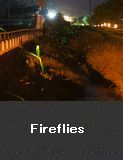 Fireflies, Nanao City