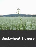 buckwheat flowers