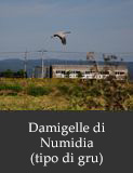 Damigelle di Numidia (tipo di gru)