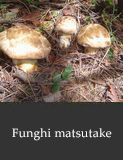 Funghi matsutake