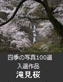 滝見桜（輪島市）