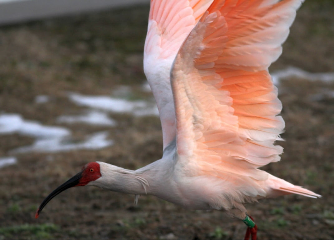 石川県とトキのつながりを示す写真