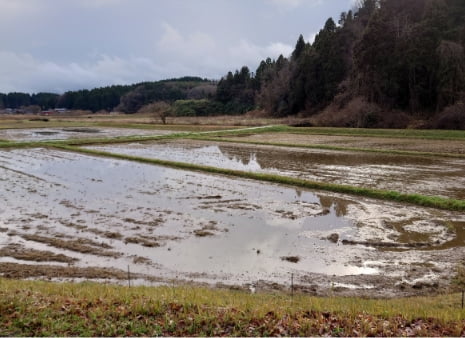 冬期湛水（とうきたんすい）