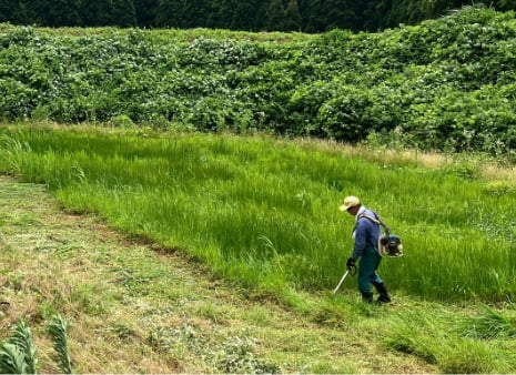 畦畔除草剤不使用