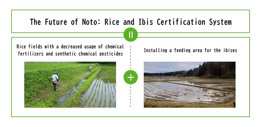 A scene of rice paddies where crested ibises live