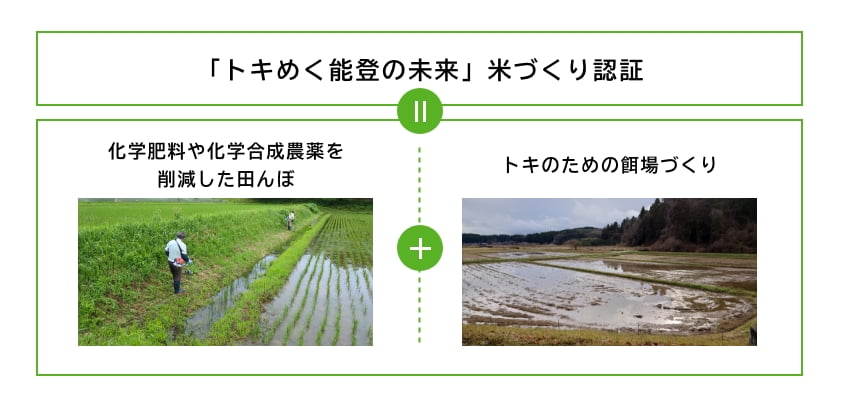 トキが生息する水田の風景