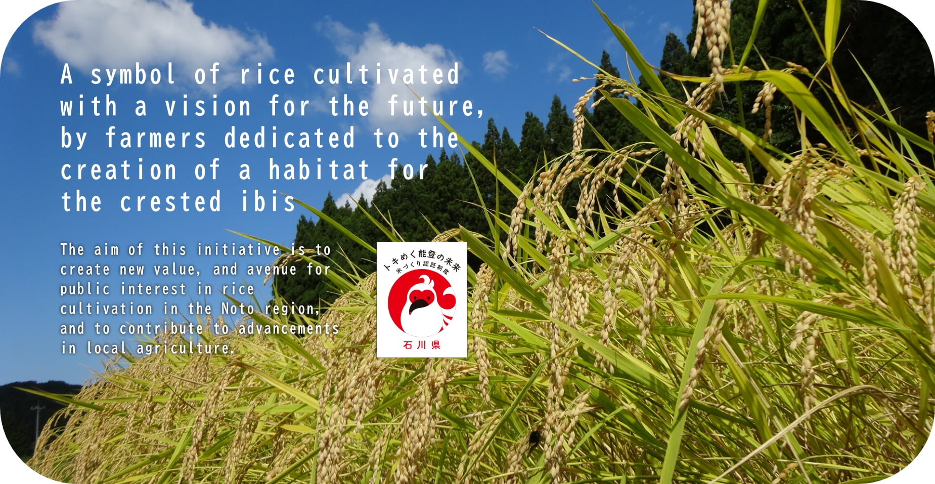 A symbol of rice cultivated with a vision for the future, by farmers dedicated to the creation of a habitat for the crested ibis