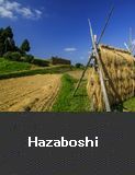 Hazaboshi, Wajima City