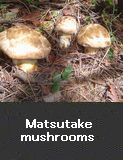 Matsutake mushrooms