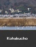 Kohakucho