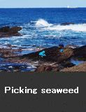 Picking seaweed, Wajima city folks.  Wajima City