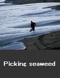 Picking seaweed.  Wajima City