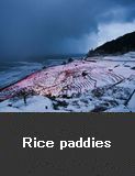 Rice paddies