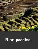 Rice paddies