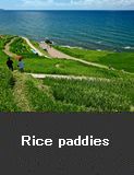 Rice paddies