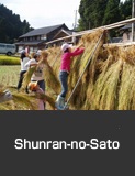 Hazakake, drying rice sheaves in the sun, an agricultural experience in Shunran-no-Sato.  Noto Town  Autumn