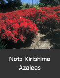 Noto Kirishima Azaleas at the Mae Family House, Suzu City.  Spring