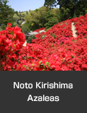 Noto Kirishima Azaleas bloom from early April to mid-May