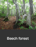 Beech forest at Mt. Hachibuse, Noto Town Nature