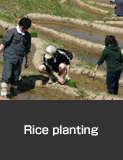 Shiroyone Senmaida rice planting by owners, Wajima City, Spring. 