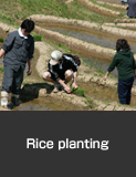 Shiroyone Senmaida rice planting by owners, Wajima City, Spring