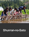 Traditional rice planting experience, Shunran-no-Sato, Noto Town. Spring