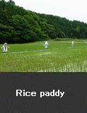 Rice paddy 