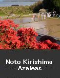 Noto Kirishima Azaleas 