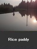 Rice paddy 