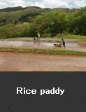 Rice paddy 