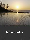 Rice paddy 