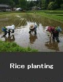 Rice planting 