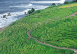 Hakumai Senmaida (terraced rice paddies)