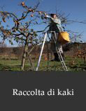 Raccolta di kaki