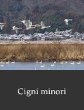 Cigni minori