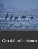 Gru dal collo bianco