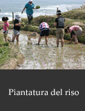 Piantatura del riso