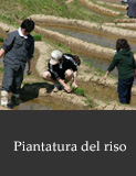 Piantatura del riso